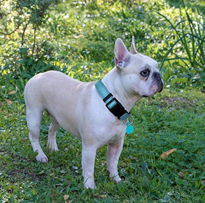 Collares reflectivos para mascotas