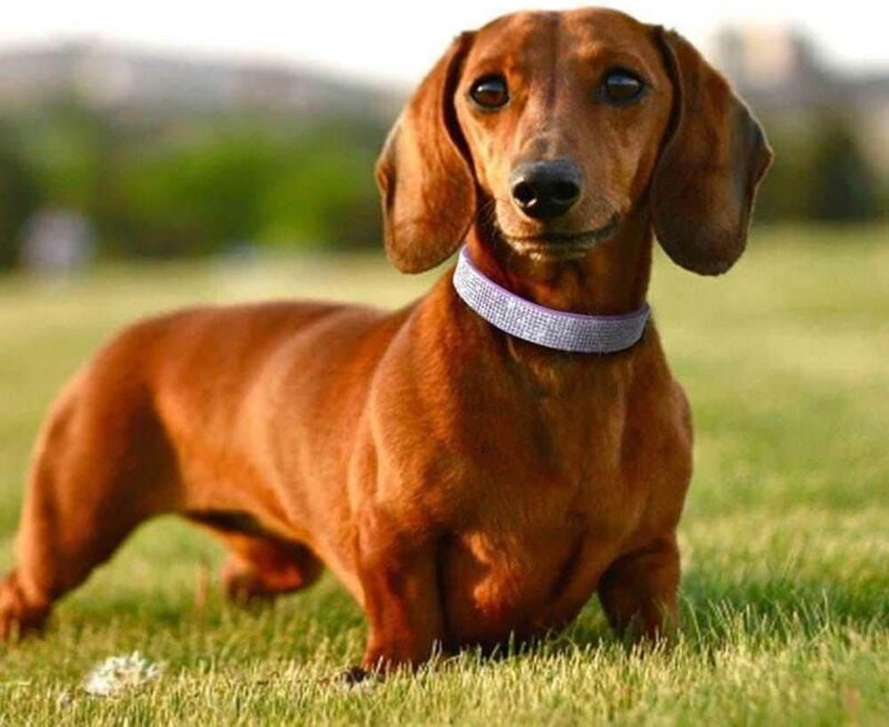 Collares Elegantes Para Mascotas Con Diamantes Brillantes - Imagen 4