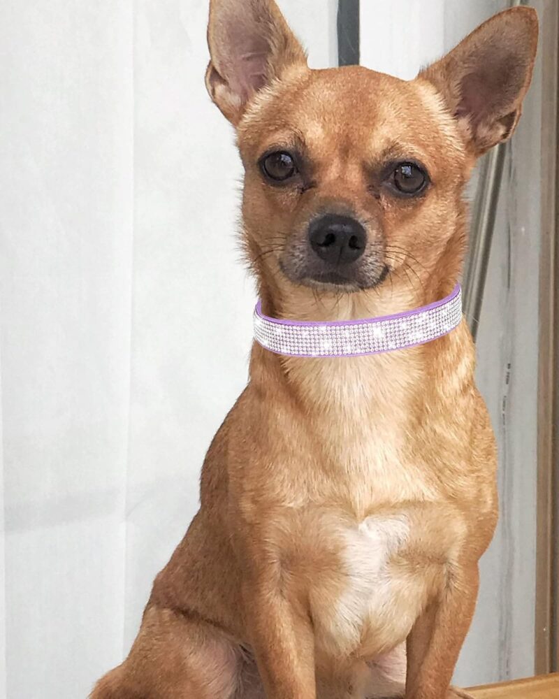 Collares Elegantes Para Mascotas Con Diamantes Brillantes - Imagen 6